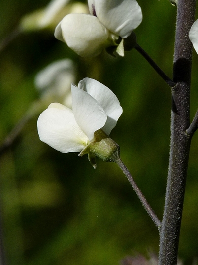 {Baptisia albescens}